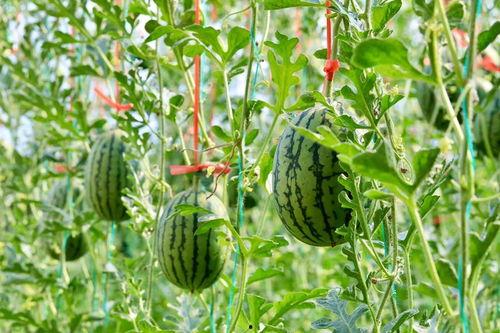 贵州吃瓜网,揭秘贵州美食背后的故事与风情