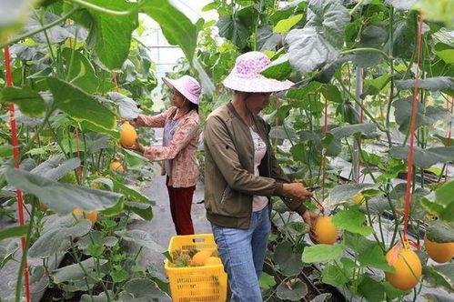 网红塌方吃瓜,揭秘网络红人背后的真相与教训