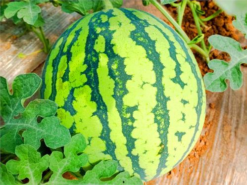 国网国培吃瓜,揭秘电力行业人才培养的“吃瓜”故事